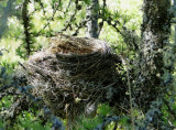 Robins Nest