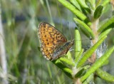 Bog Fritillary (Boloria eunomia)