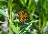 Silver-bordered Fritillary (Boloria selene)