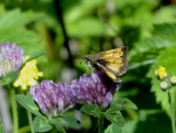 Hobomok Skipper (Poanes hobomok)