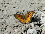 Silver-bordered Fritillary (Boloria selene)