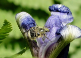 Flower scarab beetle (<i>Trichiotinus affinis</i>)
