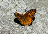 Atlantis Fritillary (Speyeria atlantis)