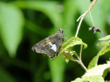 Silver-spotted Skipper (Epargyreus clarus)