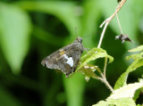 Silver-spotted Skipper (<i>Epargyreus clarus</i>)