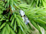 Olive-shaded Bird-dropping Moth (Ponometia candefacta)Hodges #9090