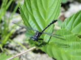 Lancet Clubtail (<i>P. exilis</i>)