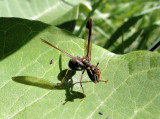 Brown Mantidfly (<i>Climaciella brunnea</i>)