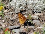 Aphrodite Fritillary (<i>Speyeria aphrodite</i>)