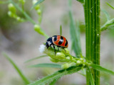 Three-banded ladybeetle (<i>Coccinella trifasciata</i>)