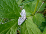 Chestnut-marked Pondweed Moth (<i>Parapoynx badiusalis</i>) <br>Hodges #4761