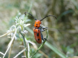 Red Milkweed Beetle