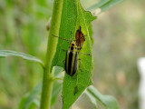 Leaf beetle (<i>Trirhabda</i> sp.)