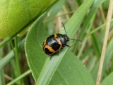 Milkweed leaf beetle (<i>Labidomera clivicollis</i>)