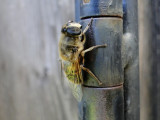 Hover fly (probably Eristalis arbustorum)