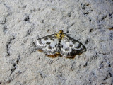 Small Magpie (Eurrhypara hortulata) Hodges #4952