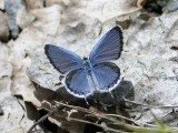Eastern Tailed Blue (<i>Everes comyntas</i>)