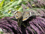 Common Buckeyes (<i>Junonia coenia</i>)