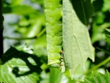 Hummingbird Clearwing moth caterpillar (Hemaris thysbe)