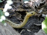Leucistic Garter Snake