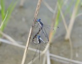 Spotted Spreadwings (<i>Lestes congener</i>)