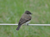 Eastern Phoebe