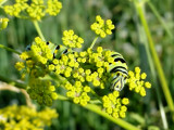 Black Swallowtail caterpillar