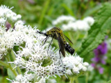 Bee fly (<i>Lepidophora lutea</i>)