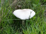 Mushroom sp.