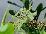 Cranefly (<i>Tipulid sp.</i>)