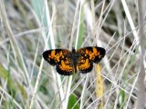 Pearl Crescent (<i>Phyciodes tharos</i>)