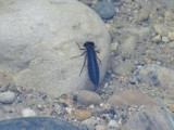 Dragonfly Nymph