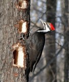 Pileated Woodpecker