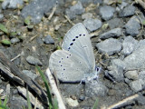 Silvery Blue (Glaucopsyche lygdamus)