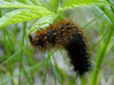 Caterpillar species