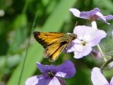 Hobomok Skipper (Poanes hobomok)