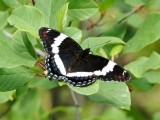 White Admiral (<i>Limenitis arthemis</i>)