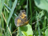Harris's Checkerspot (Chlosyne harrisii)