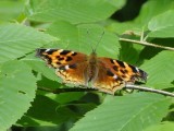 Compton Tortoiseshell (<i>Nymphalis vaualbum</i>)