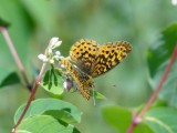 Meadow Fritillary (<i>Boloria bellona</i>)