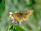 Meadow Fritillary (Boloria bellona)