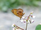 Meadow Fritillary (Boloria bellona)