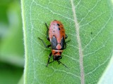 Large Milkweed Bug nymph (<I>Oncopeltus fasciatus</i>)