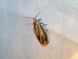 Painted Lichen Moth (<i>Hypoprepia fucosa</i>) <br> Hodges#8090