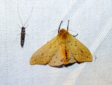 Isabella Tiger Moth  (<i>Pyrrharctia isabella</i>)<br>Hodges #8129