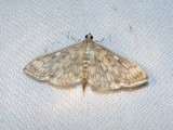 Bold-feathered Grass moth (Herpetogramma pertextalis)Hodges #5275