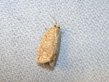 Oak Leafroller (Argyrotaenia quercifoliana) Hodges #3623