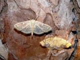 Horned spanworm and Herpetogramma thestealis