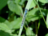 Bluet sp.