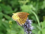 Great-spangled Fritillary (Speyeria cybele)
